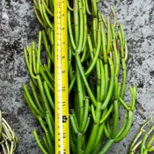 Euphorbia Tirucalli Pencil Cactus Cuttings - Variegated Fire Sticks Succulent - Image 7