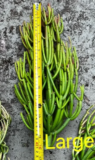 Euphorbia Tirucalli Pencil Cactus Cuttings - Variegated Fire Sticks Succulent - Image 7