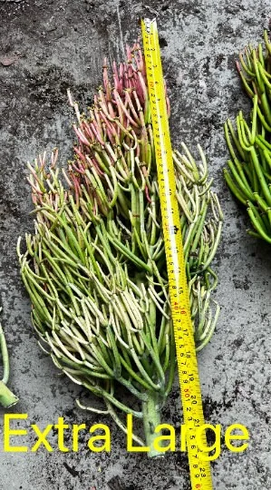 Euphorbia Tirucalli Pencil Cactus Cuttings - Variegated Fire Sticks Succulent - Image 9