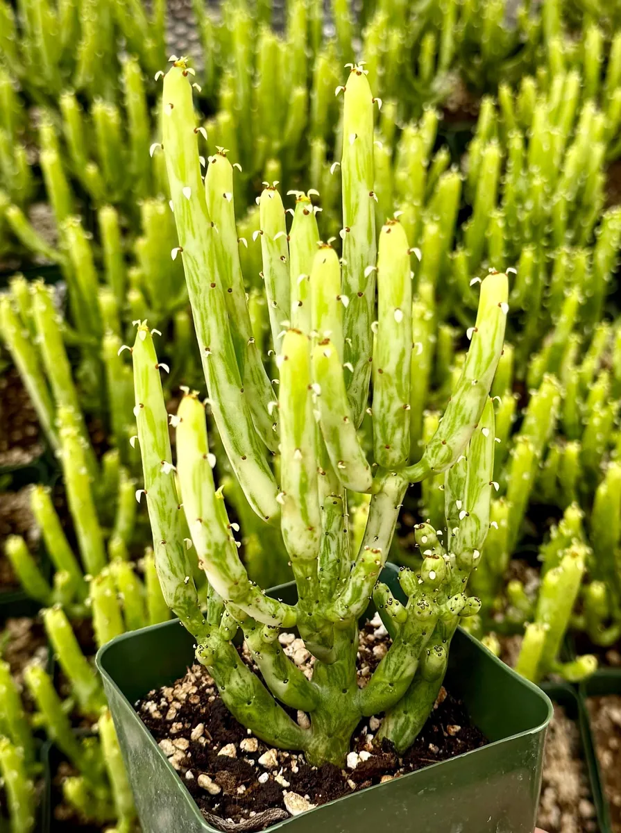 Euphorbia Tirucalli Pencil Cactus Cuttings - Variegated Fire Sticks Succulent - Image 1