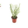 Euphorbia Tirucalli 'Sticks on Fire' Live Plant – 4 inch Pot – Indoor/Outdoor Succulent - Image 1