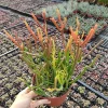 Euphorbia tirucalli 'Sticks on Fire' Succulent Live Plant - Drought-Tolerant - Image 1