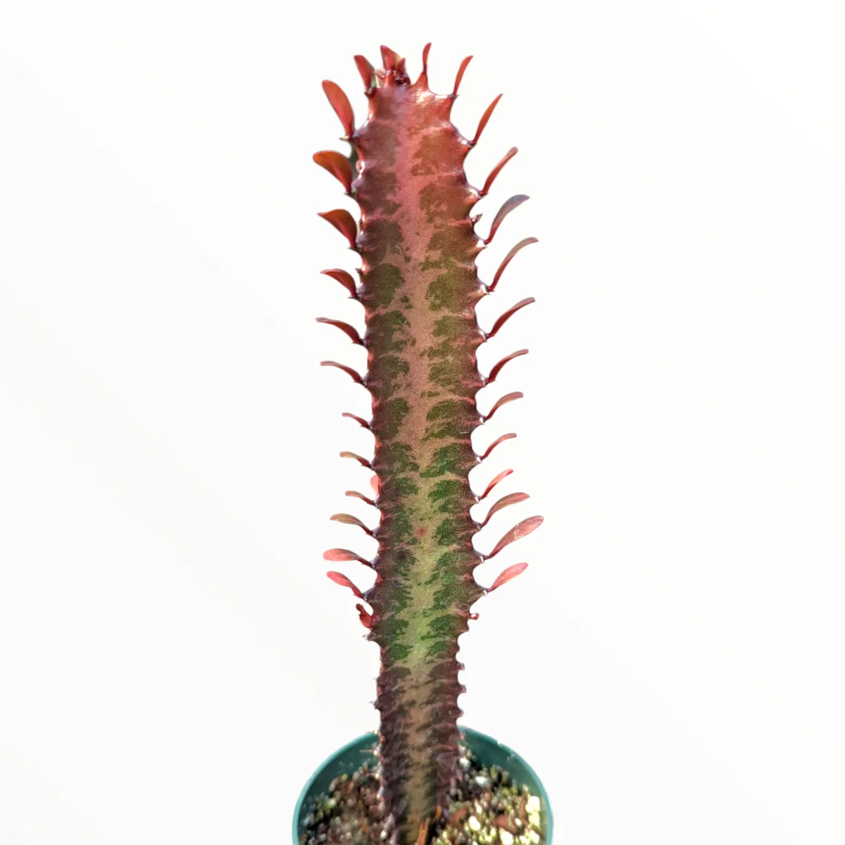 Euphorbia trigona Royal Red Succulent Plant – Live Plant – 2 to 4 Inch Pot – Indoor/Outdoor - Image 2