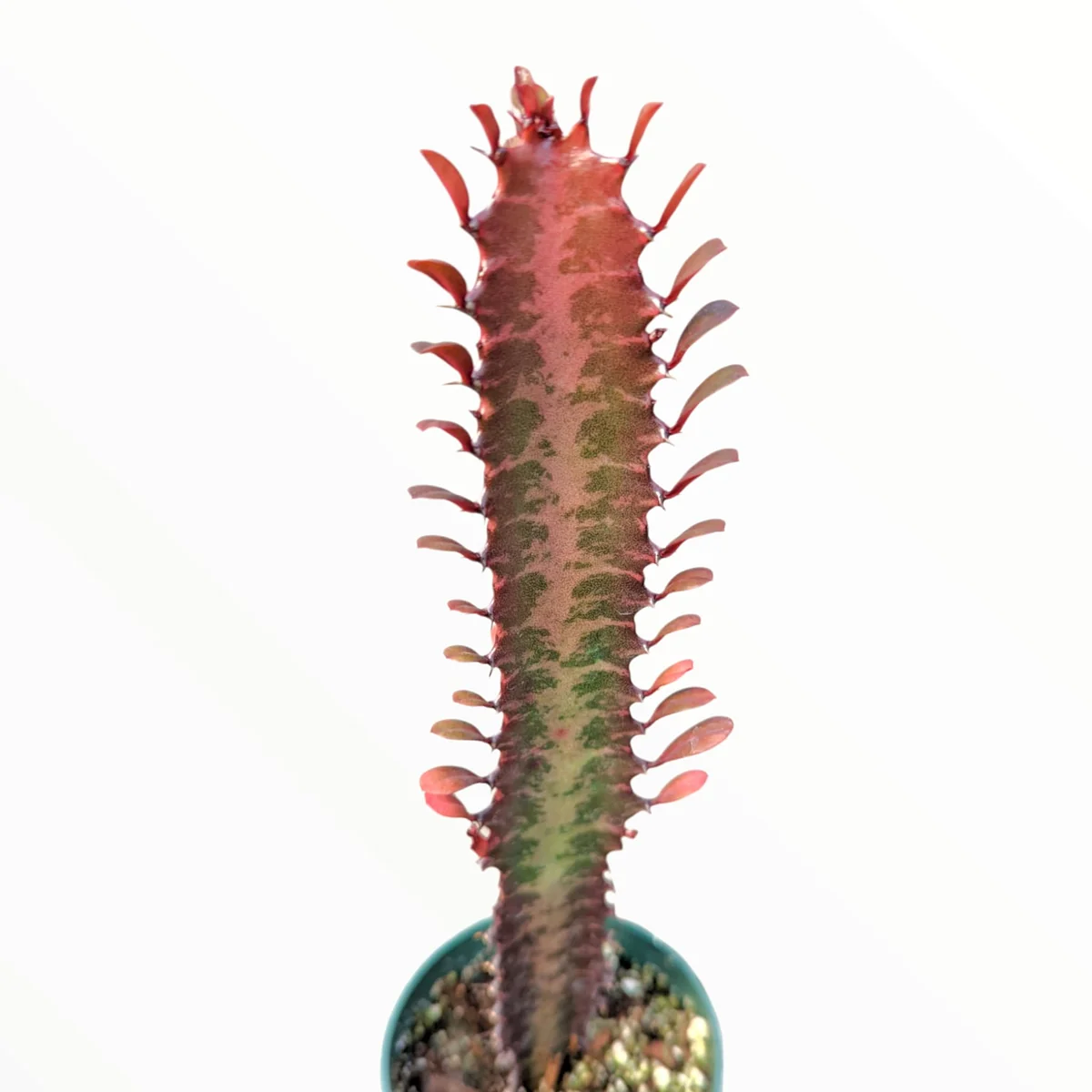 Euphorbia trigona Royal Red Succulent Plant – Live Plant – 2 to 4 Inch Pot – Indoor/Outdoor - Image 3