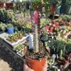 Euphorbia trigona rubra Red Trigona Live Plant 4in Pot Indoor - Image 1