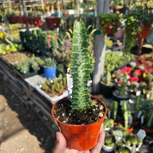 Euphorbia trigona rubra Red Trigona Live Plant 4in Pot Indoor - Image 2