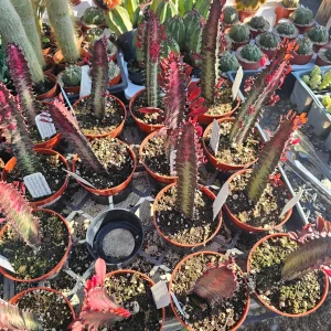 Euphorbia trigona rubra Red Trigona Live Plant 4in Pot Indoor - Image 3