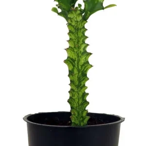 Euphorbia Trigona Variegated Live Plant - African Milk Tree - 5 inch Pot - Image 1
