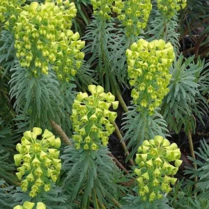 Euphorbia Wulfenii Spurge Live Plant - 1 Gallon Pot, Outdoor - Image 1