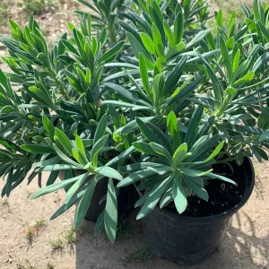 Euphorbia Wulfenii Spurge Live Plant - 1 Gallon Pot, Outdoor - Image 2