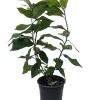 Eureka Lemon Bush Form Live Plant – 5 inch Pot – Indoor/Outdoor Citrus Tree - Image 1