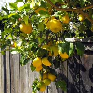 Eureka Lemon Bush Form Live Plant – 5 inch Pot – Indoor/Outdoor Citrus Tree - Image 4