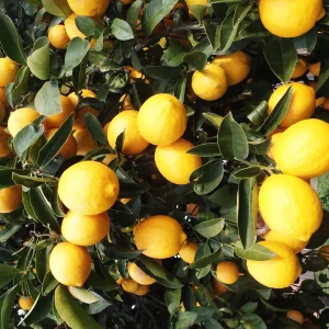 Eureka Lemon Live Plant – 1/2 Gallon Pot – Year-Round Fruiting Citrus Tree for Home & Garden - Image 1
