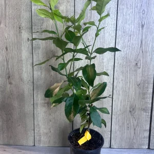 Eureka Lemon Live Plant – 1/2 Gallon Pot – Year-Round Fruiting Citrus Tree for Home & Garden - Image 4