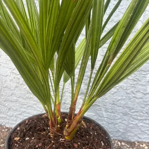 European Fan Palm Tree - Chamaerops Humilis Live Plant - 3 Gallon Pot - Outdoor - Image 3