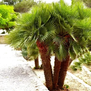 European Fan Palm Tree - Chamaerops Humilis Live Plant - 3 Gallon Pot - Outdoor - Image 4