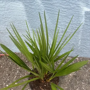 European Fan Palm Tree - Chamaerops Humilis Live Plant - 3 Gallon Pot - Outdoor - Image 9