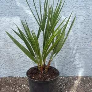 European Fan Palm Tree Live Plant - Chamaerops Humilis - 3 Gallon Pot - Outdoor - Image 5