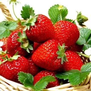 Everbearing Ozark Beauty Strawberry Plants - 50 Bare Root Plants - Outdoor - Image 1