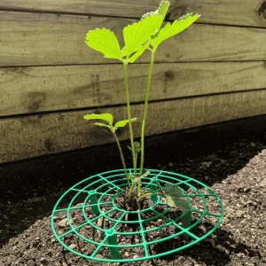 Everbearing Strawberry Plants Bare Root + Green Supports Bundle - Outdoor Berry Plant - Image 3