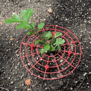 Everbearing Strawberry Plants Bare Root with Supports - USA Grown, Zones 4-9 - Image 4