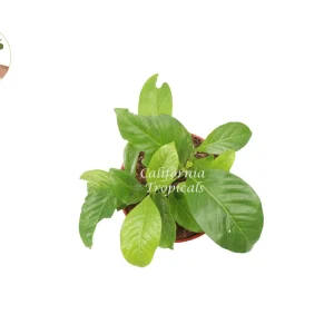 Everblooming Gardenia Live Plant – 4 inch Pot – Fragrant White Flowers – Indoor/Outdoor - Image 2