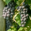 Everest Grape Vine - 1 Bare Root Live Plant - Blue-Black Grapes for Home Gardens - Image 1