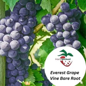 Everest Grape Vine - 1 Bare Root Live Plant - Blue-Black Grapes for Home Gardens - Image 2