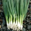 Evergreen Bunching Onion Seeds - 25-35 Count - Non-GMO Heirloom Vegetable Seeds for Indoor & Outdoor Gardening - Image 1