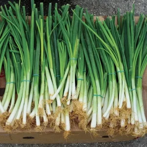 Evergreen Bunching Onion Seeds - 25-35 Seeds - Non-GMO Heirloom Vegetable - Image 2