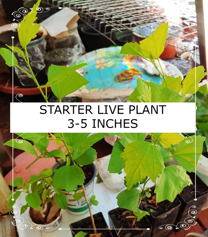 Evergreen Bunching Onion Seeds - 25-35 Seeds - Non-GMO Heirloom Vegetable - Image 5