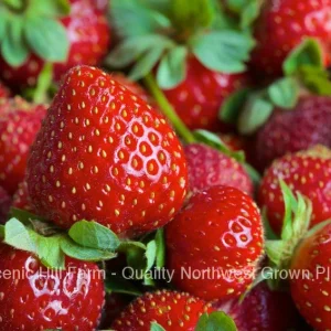 Eversweet Everbearing Strawberry Bare Root Plants - Sweet, Juicy Berries - Image 1