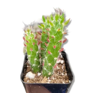 Eve's Needle Cactus Live Plant - Austrocylindropuntia subulata Succulent - Image 6