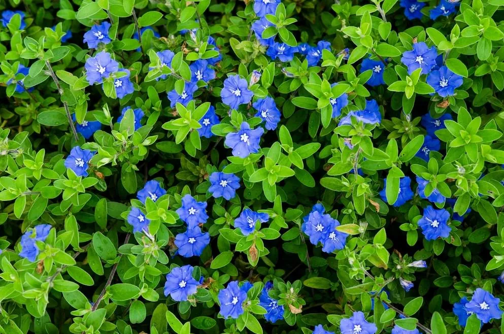Evolvulus Blue Daze Live Plant – 2 Starter Plants – 3-6" Tall – Drought-Tolerant Groundcover - Image 1