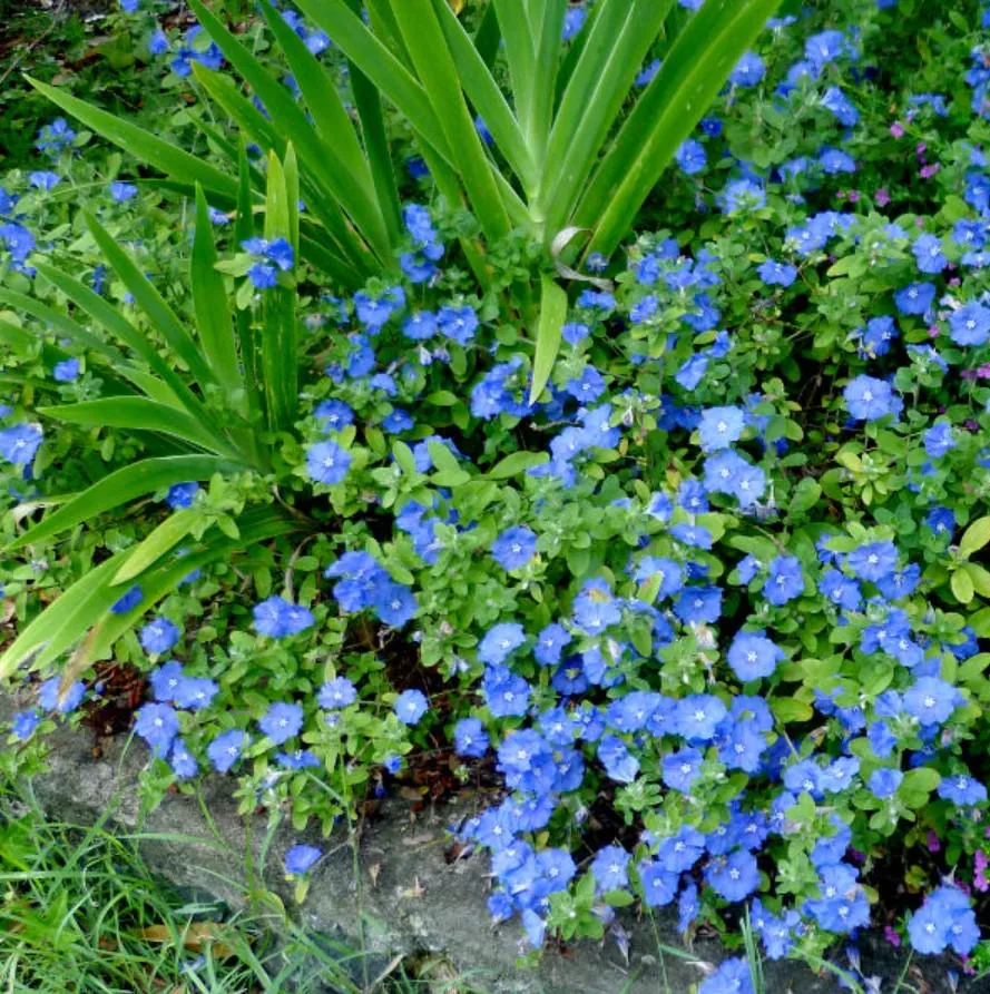 Evolvulus Blue Daze Live Plant – 2 Starter Plants – 3-6" Tall – Drought-Tolerant Groundcover - Image 2