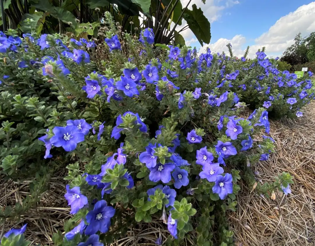 Evolvulus Blue Daze Live Plant – 2 Starter Plants – 3-6" Tall – Drought-Tolerant Groundcover - Image 3