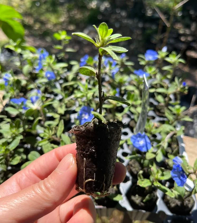 Evolvulus Blue Daze Live Plant – 2 Starter Plants – 3-6" Tall – Drought-Tolerant Groundcover - Image 4