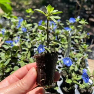 Evolvulus Blue Daze Live Plant – 2 Starter Plants – 3-6