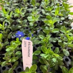 Evolvulus Blue Daze Live Plant – 2 Starter Plants – 3-6