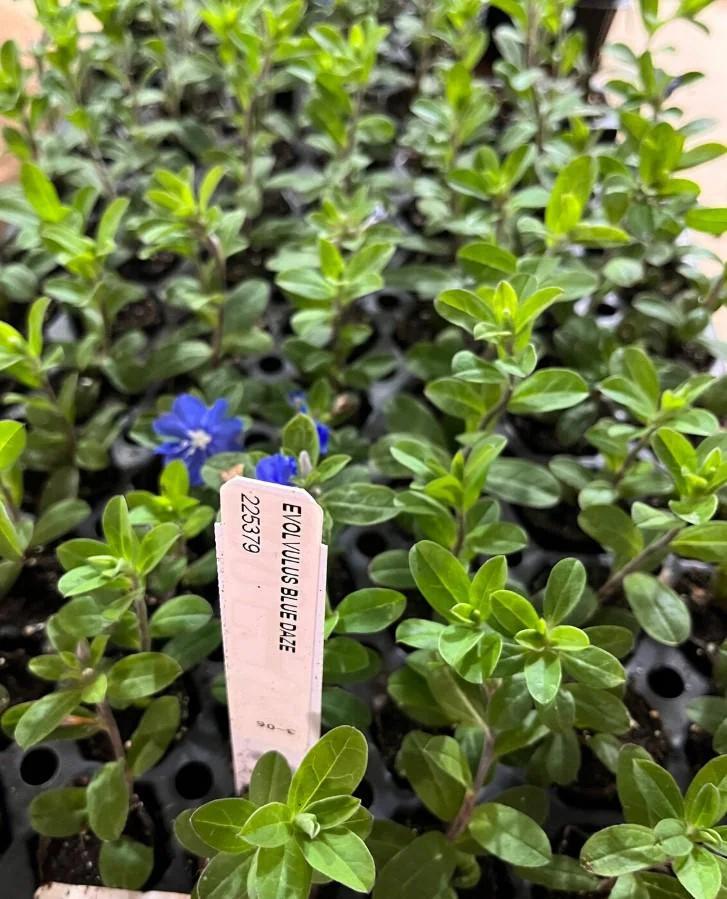Evolvulus Blue Daze Live Plant – 2 Starter Plants – 3-6" Tall – Drought-Tolerant Groundcover - Image 5