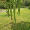 Extra Long Bottle Gourd Seeds - Organic & Non-GMO Bangladeshi Vegetable 5-6 ft - Image 1
