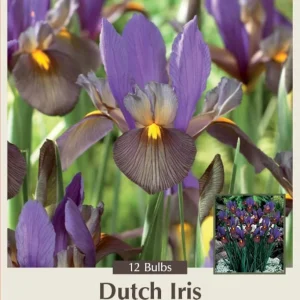 Eye of the Tiger Dutch Iris Bulbs - 12 Pack - 8/9 cm - Vibrant Purple & Bronze Flowers - Image 1