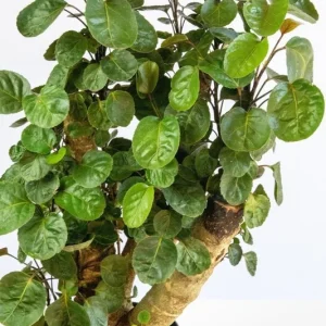 Fabian Aralia Live Plant – 1 Foot Tall – 6 Inch Pot – Indoor Bonsai Tree - Image 1