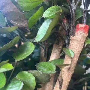 Fabian Ming Aralia Live Plant - Polyscias Scutellaria - Indoor - 6 inch Pot - Image 4