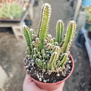 Fairy Castle Cactus Live Plant - Acanthocereus Tetragonus - 3in 4in Pot Succulent - Image 3