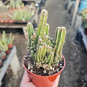 Fairy Castle Cactus Live Plant - Acanthocereus Tetragonus - 3in 4in Pot Succulent - Image 1