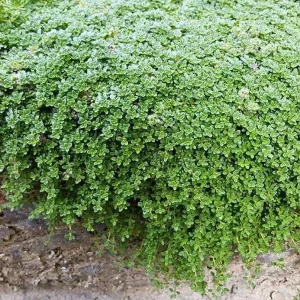 Fairy Elfin Thyme Live Plant - 2.5