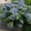 Fairytrail Hydrangea Fresco Live Plant - 4 inch Pot, Cascading Mophead Flowers - Image 1