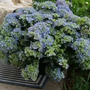 Fairytrail Hydrangea Fresco Live Plant - 4 inch Pot, Cascading Mophead Flowers - Image 1