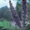 False Indigo Live Plant | Amorpha fruticosa | 12-16 Inches Tall | Set of 2 Outdoor Shrubs - Image 1